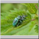 Phyllobius pomaceus - Ruesselkaefer 06.jpg